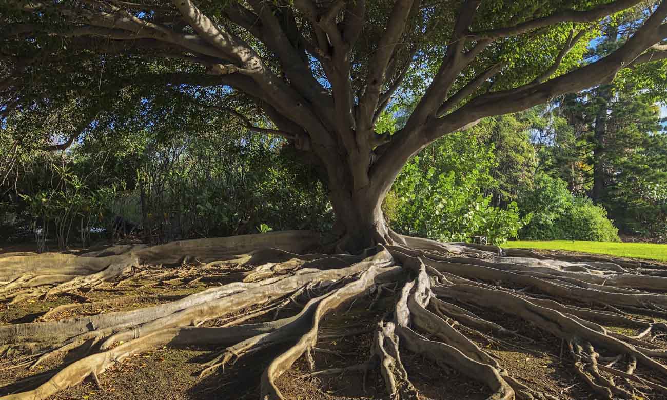 big-tree-roots-1300px big-tree-roots-1300px