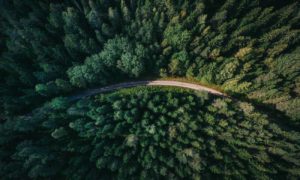 forest-drone-road-1300px (1)